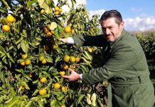 Agroalimentare: Consorzio Armonia porta sul mercato Perrina, nuova clementina tardiva italiana
