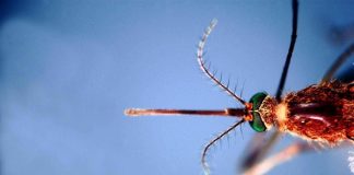 West Nile, prima vittima in Liguria: 86enne muore a Genova. Bassetti: “Massima attenzione”