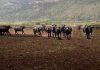 Al via il World buffalo congress, da tutto il mondo a Sorrento per studiare la bufala