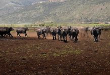 Al via il World buffalo congress, da tutto il mondo a Sorrento per studiare la bufala