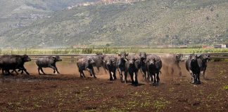 Al via il World buffalo congress, da tutto il mondo a Sorrento per studiare la bufala