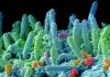 “Super batteri nuova pandemia”, appello microbiologi: fondi certi in Manovra e politiche ambientali