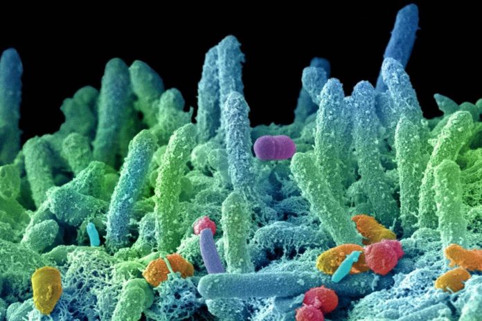 i_batteri_fluorescenti