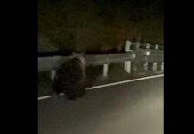 Orso avvistato a Enego, filmato sulla Valgadena: scattano i controlli del Dna