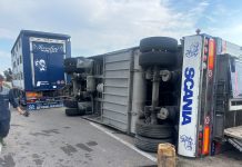 San Giacomo delle Segnate, si ribalta rimorchio carico di maiali: undici capi morti