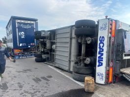San Giacomo delle Segnate, si ribalta rimorchio carico di maiali: undici capi morti