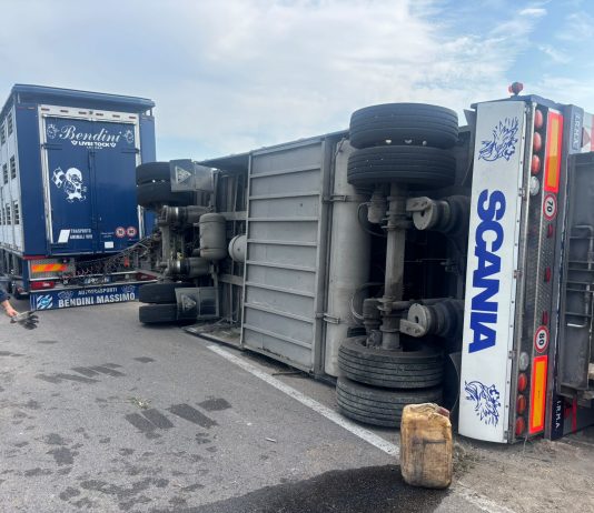 San Giacomo delle Segnate, si ribalta rimorchio carico di maiali: undici capi morti
