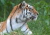 Scavalca il recinto e viene sbranato da una tigre allo zoo: tragedia nello Yorkshire