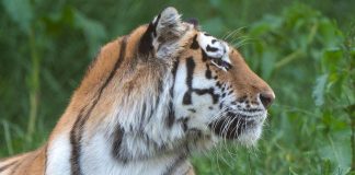 Scavalca il recinto e viene sbranato da una tigre allo zoo: tragedia nello Yorkshire