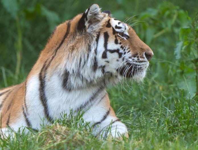 tigre_ipa_fg