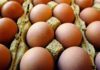 Richiamo uova biologiche per rischio Salmonella: lotti e scadenze