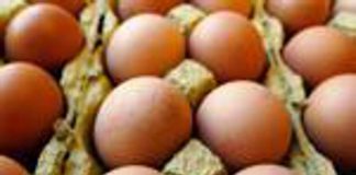 Richiamo uova biologiche per rischio Salmonella: lotti e scadenze