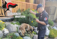 Operazione antidroga a Castel Goffredo: un arresto e sette denunce, sgominata banda di spacciatori