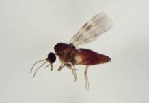 Virus Shamonda, chi lo trasmette? L’imputato è il Culicoides: identikit del ‘moscerino pungente’
