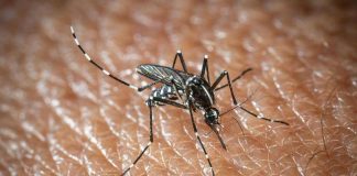 West Nile e Dengue, aumentano i casi in Italia: gli ultimi dati dell’Iss